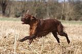 SETTER IRLANDAIS 486